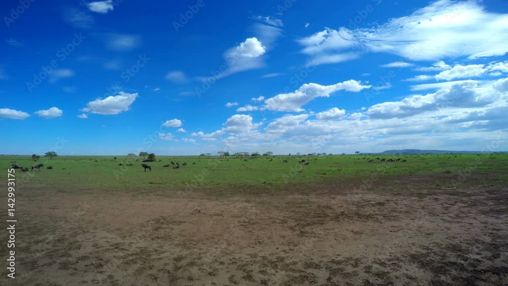 Стада зебр и антилоп гну. Увлекательное сафари путешествие по африканской саванне. Танзания.