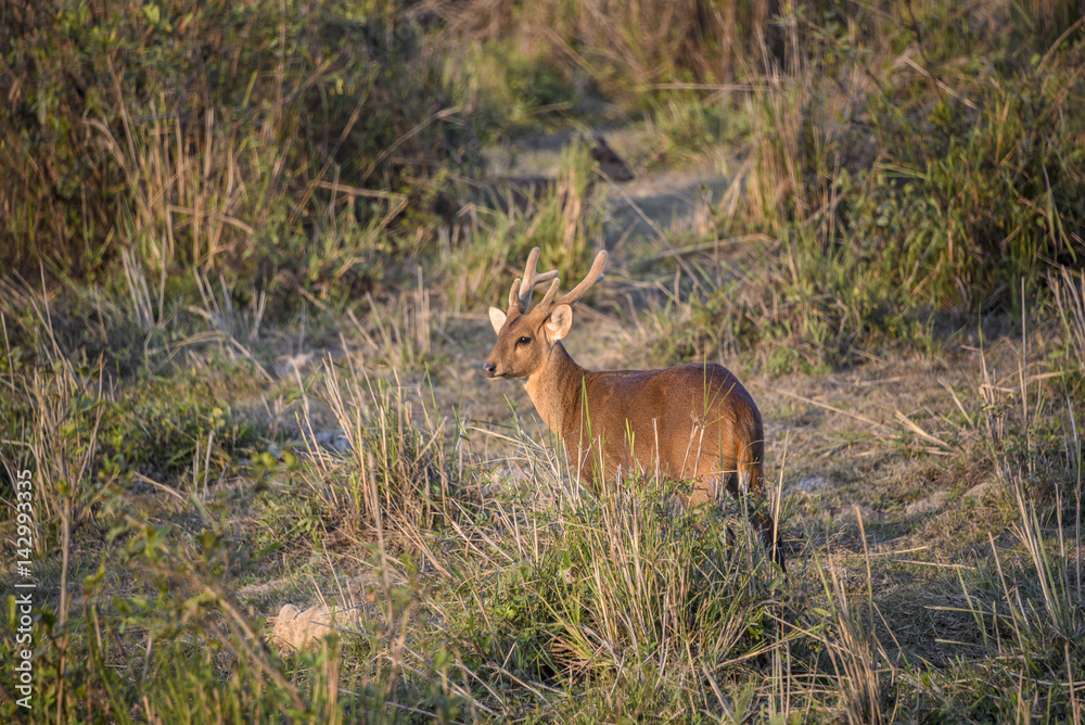 rhinoceros , elephants, wild Buffalo , monkeys and other animals in kaziranga national park India. rhinoceros , elephants, wild Buffalo , monkeys and other animals in kaziranga national park India.