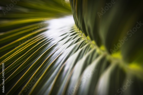 Green coconut leaf selective focus, abstract background.