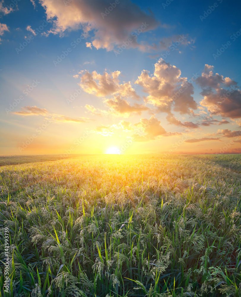 Millet field (sorghum)