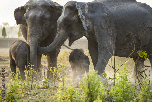 rhinoceros , elephants, wild Buffalo , monkeys and other animals in kaziranga national park India. photo