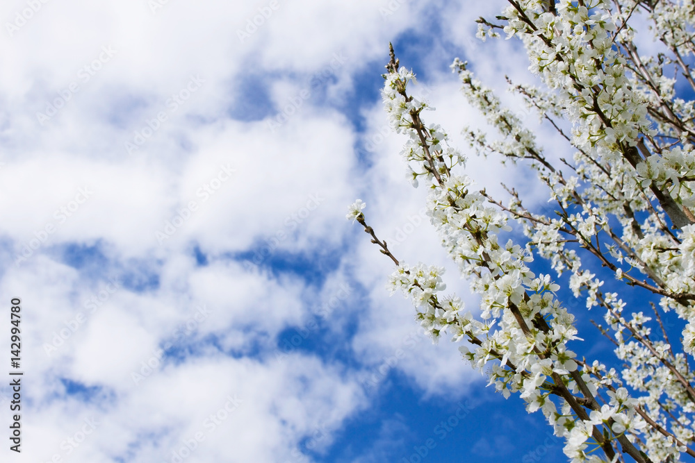 Blossomed tree against the sky Blossomed tree against the sky
