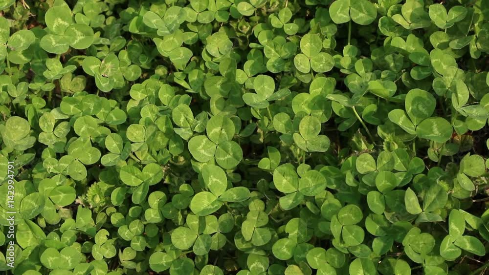 Clovers sway in the breeze Clovers sway in the breeze