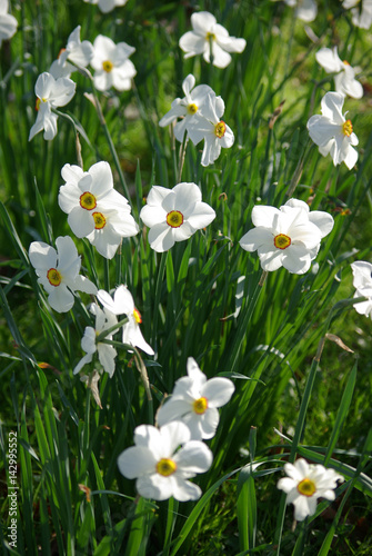 Narcisses blancs au printemps au jardin