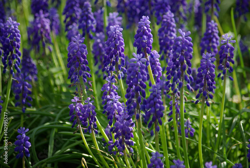 Muscaris bleu au printemps au jardin