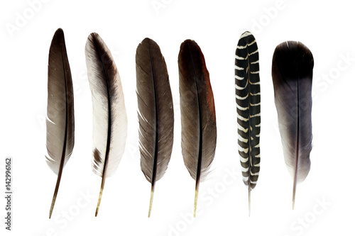Fotografiet bird feather isolated on white background