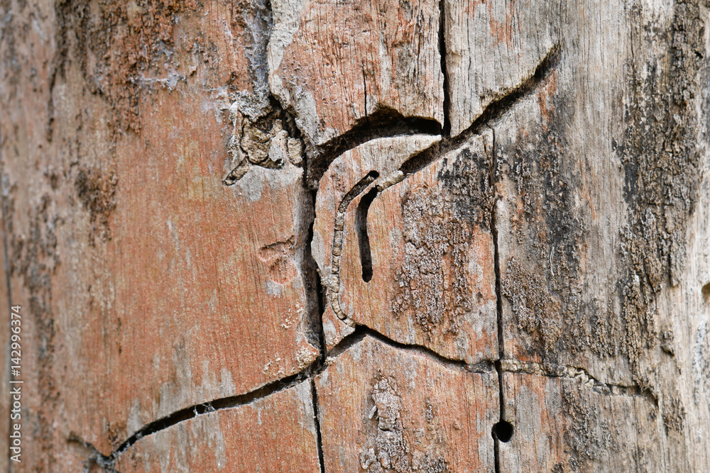 Amazing weathered old wood background with lichens and worm-eaten wood texture looking as modern abstract art painting Amazing weathered old wood background with lichens and worm-eaten wood texture looking as modern abstract art painting