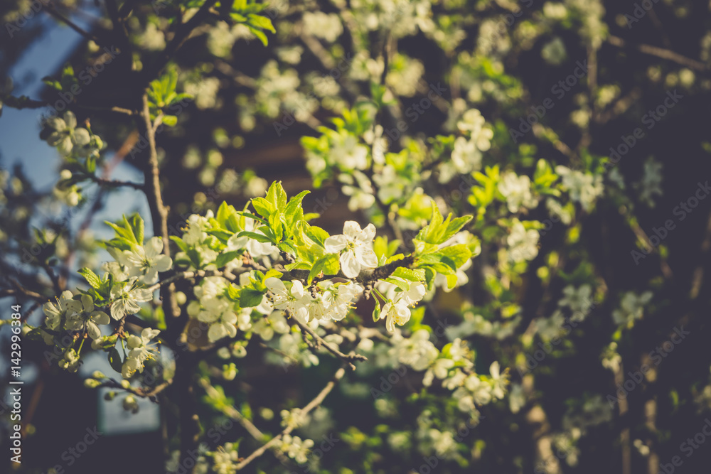 Spring White Blooming Trees Retro Spring White Blooming Trees Retro