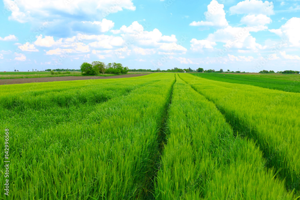 Obraz premium green wheat field