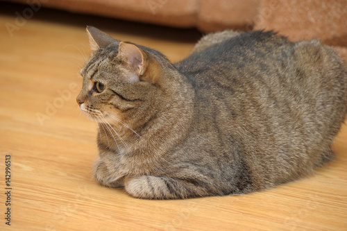 Very thick striped cat lies photo