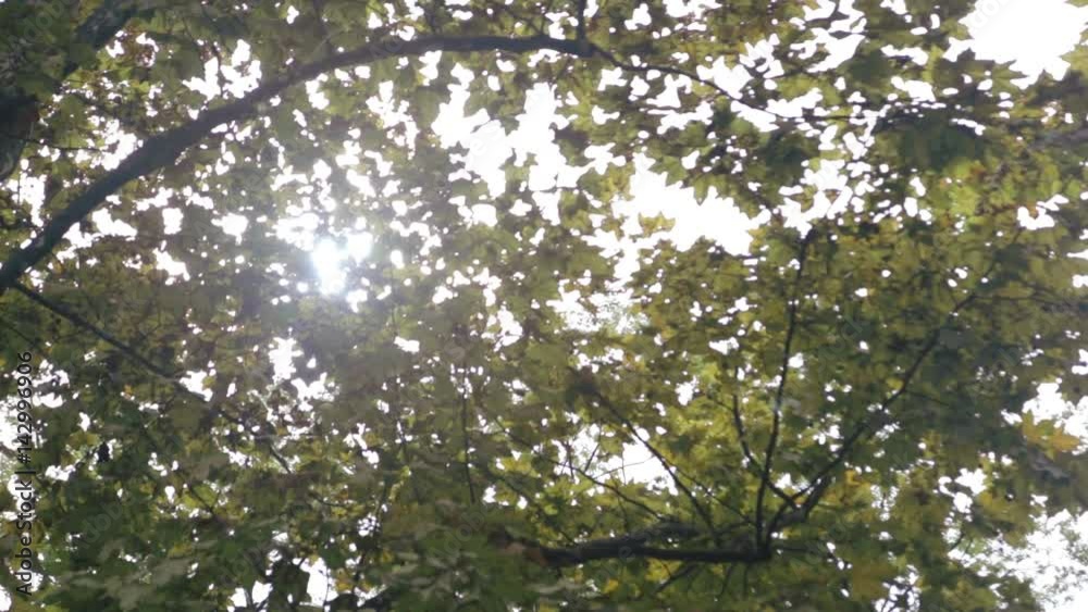 Shining tree Shining tree