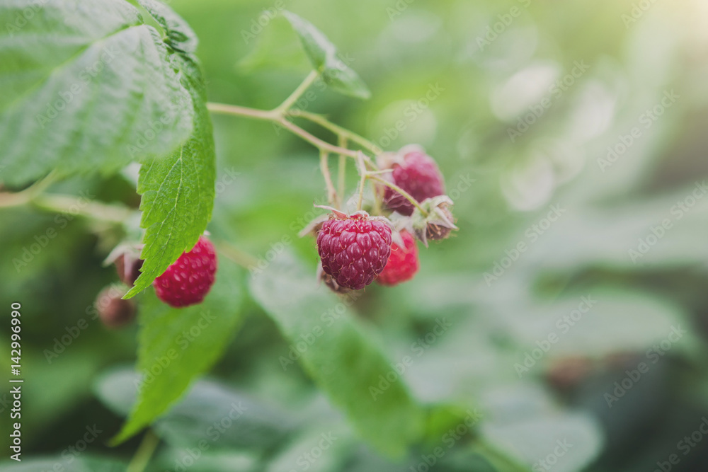 Lots of red ripe raspberries on a bush Lots of red ripe raspberries on a bush