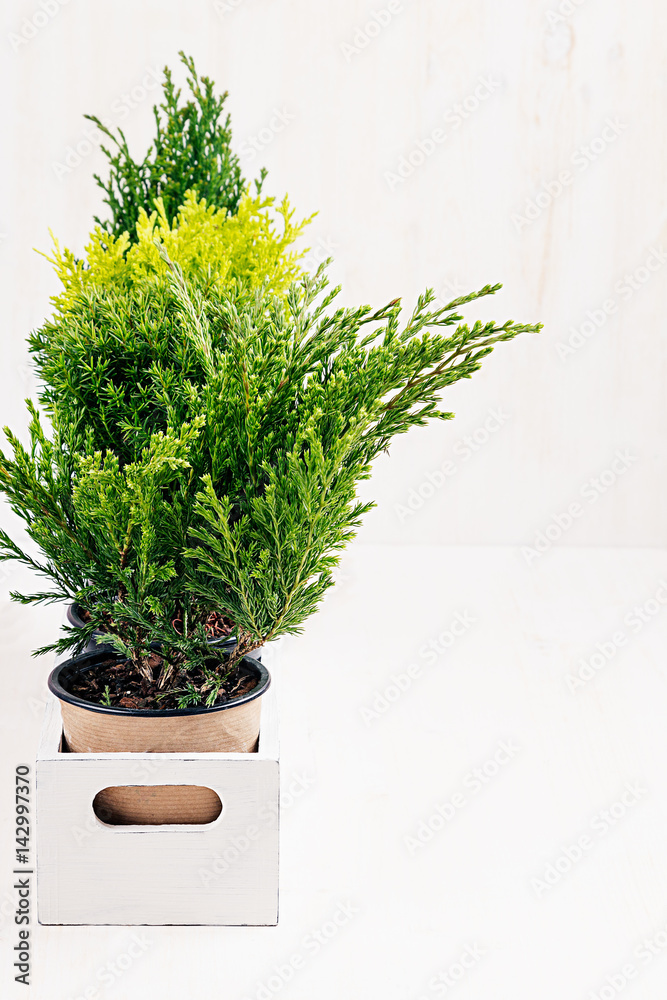 Home soft modern minimalistic with young green plants in white box with copy space on beige wood table. Home soft modern minimalistic with young green plants in white box with copy space on beige wood table.