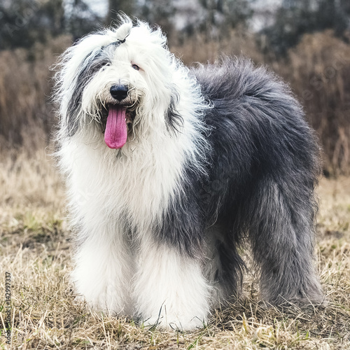 Walking Old English Sheepdog photo