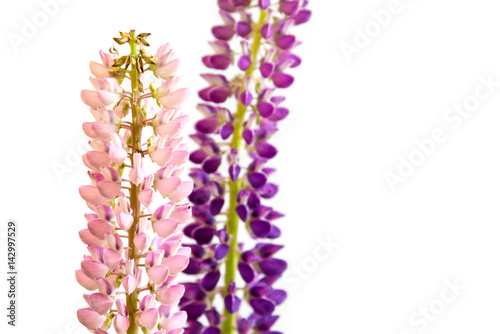 purple lupine on white background  empty place for your text