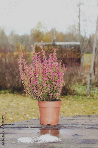 Pot with young conifer plant