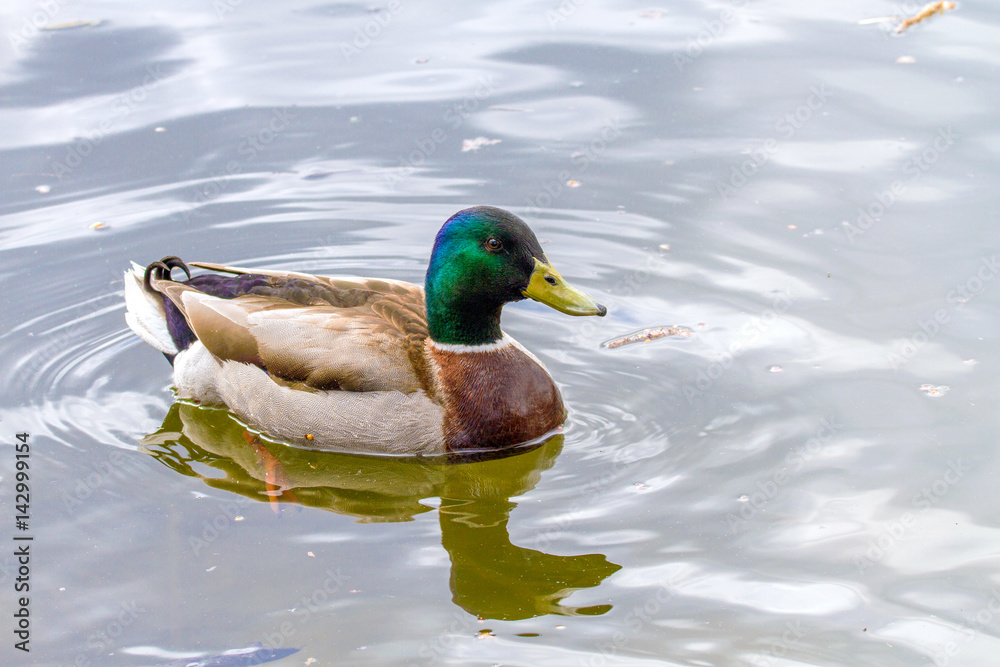 Obraz premium animal a wild drake swims on a pond