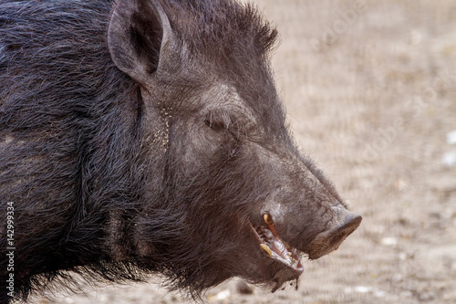 mammal pet pig in a black enclosure