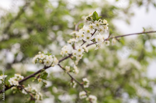 White Cherry Blooming Trees © AnnaPa
