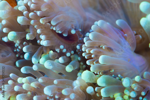 close up shot of green bubble tip sea anemone