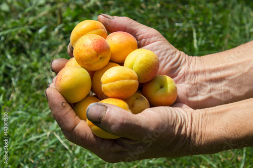 hand apricots