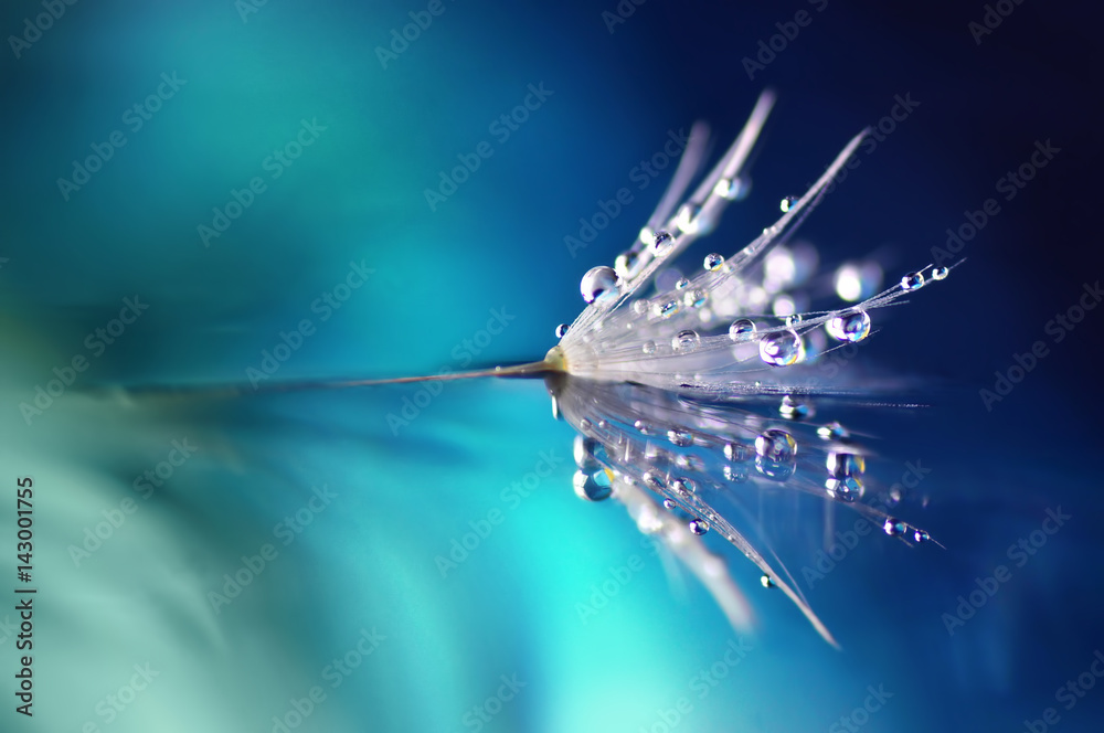 Naklejka premium Dandelion kwiat w kropelkach wodnej rosy na błękitnym barwionym tle z lustrzanym odbiciem makro-. piękno natury jasny abstrakcyjny obraz artystyczny.