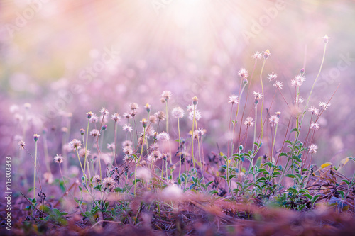 Fototapeta Naklejka Na Ścianę i Meble -  Meadow flowers, beautiful fresh morning in soft warm light. Vintage autumn landscape blurry natural background.