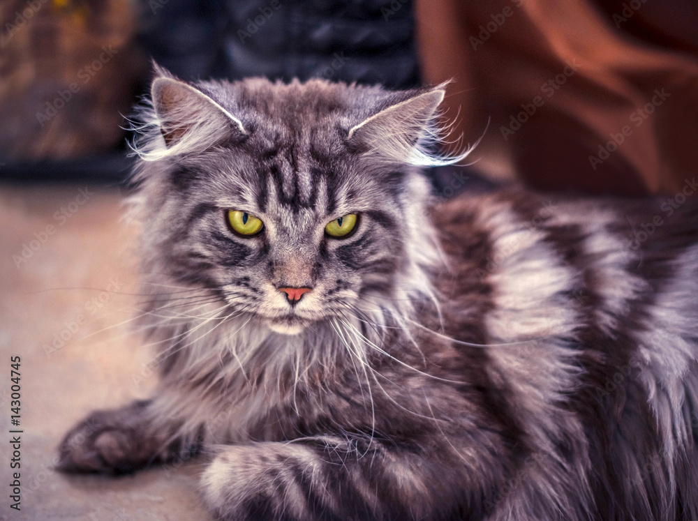 Maine Coon. The largest cat. Portrait of grey big cat main coon at home. Close up of handsome adult maine coon on blur background.