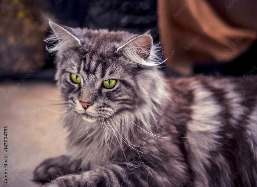 Maine Coon. The largest cat. Portrait of grey big cat main coon at home. Close up of handsome adult maine coon on blur background.