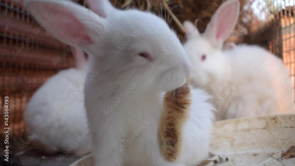 Close up of cute little white rabbit licking his paw in a wire cage.
Close up of cute little white rabbit licking his paw in a wire cage.