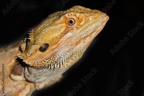 Bearded Dragon with Red and Orange Markings