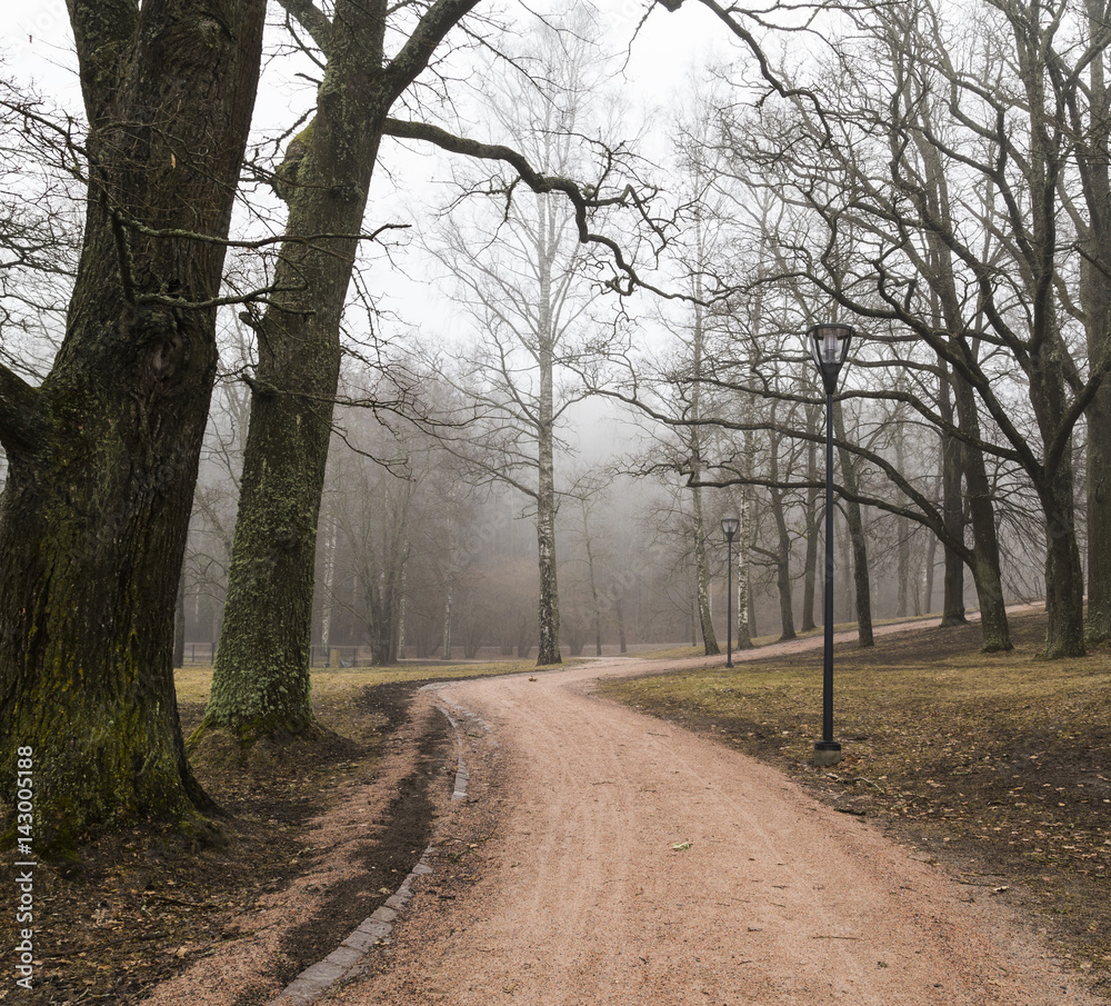 Fototapeta premium Misty forest park