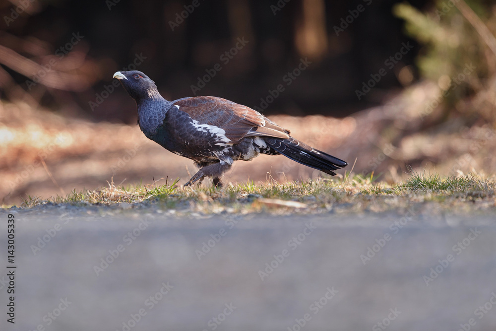 Fototapeta premium Beautiful wild capercaillie in the nature habitat in the forest/european nature/czech republic wildlife/great birding story/young male/very rare sightings during mating time 