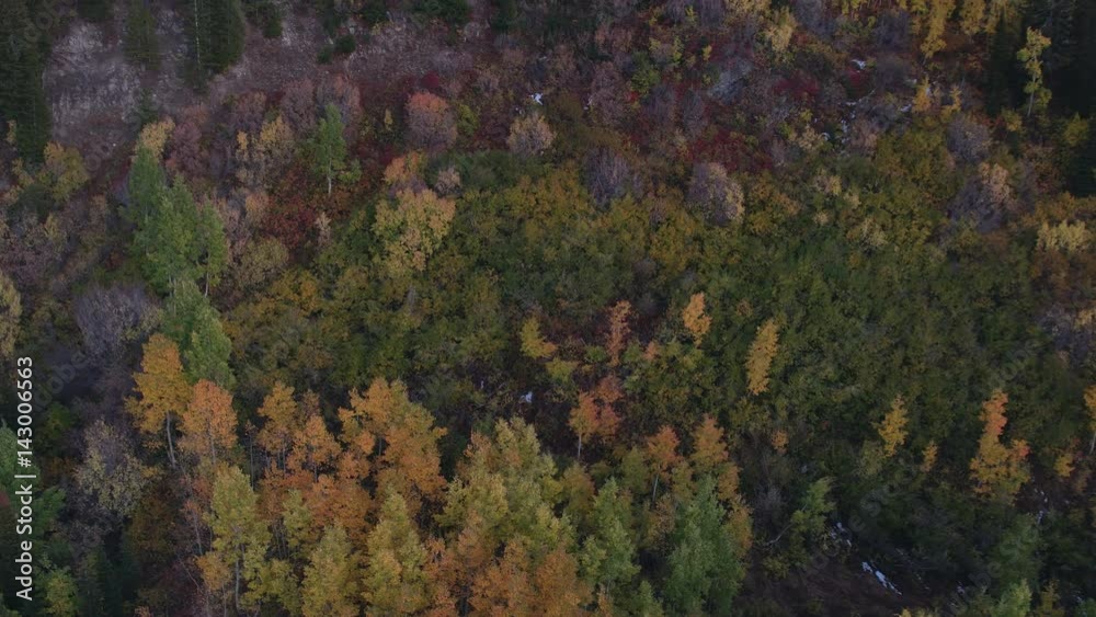 Aerial view flying over colorful foliage at dusk Aerial view flying over colorful foliage at dusk