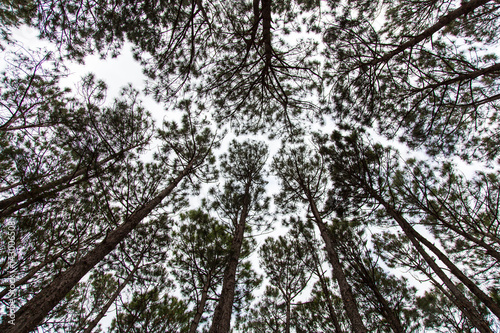 Changing Perspective, Looking up into the Treetops