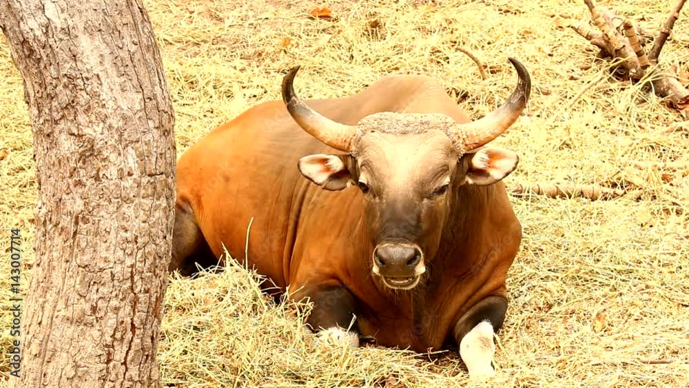 wild bull in chiangamai Thailand wild bull in chiangamai Thailand