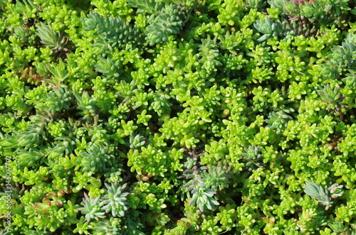 Ground cover of Sedum