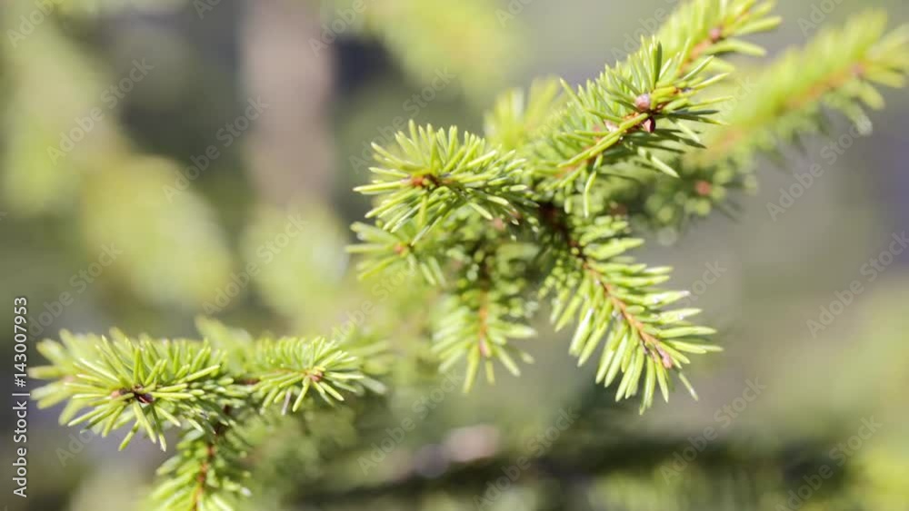 green spruce branches close-up. slow motion green spruce branches close-up. slow motion