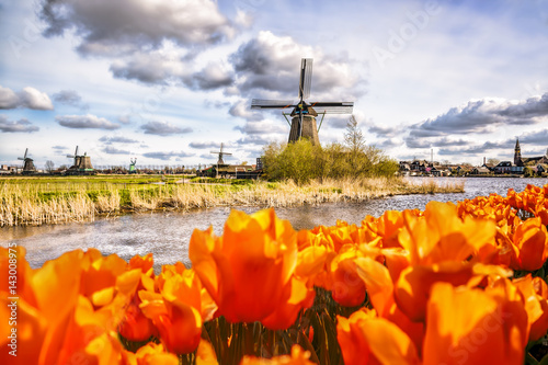 Photography Traditional Dutch windmill with tulips in Zaanse Schans, Amsterdam area, Holland