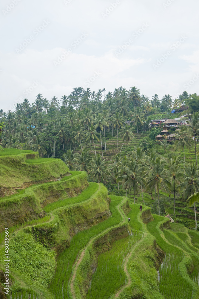 Rice filed and rice terrace on Bali, Indonesia