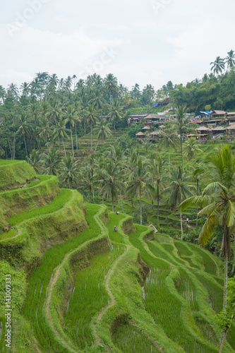 Rice filed and rice terrace on Bali  Indonesia