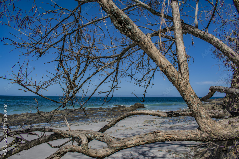 Beach Tree