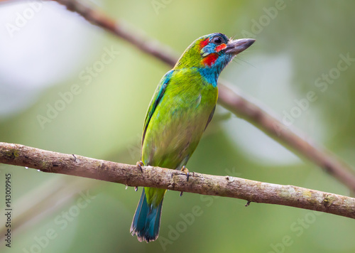 Megalaima australis in real nature of Thailand