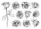 Roses hand drawn set. Black line rose flowers inflorescence silhouettes isolated on white background. Icon collection. Vector doodle illustration