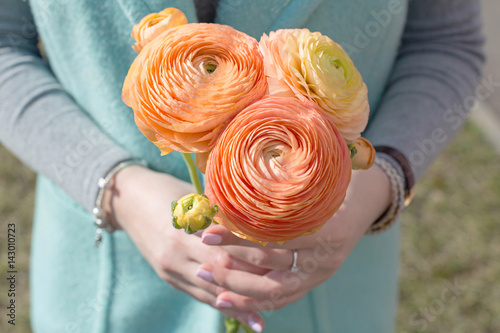 Obraz na plátně Beautiful ranunculus in female hands. Flowers to gift.