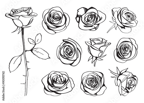 Roses hand drawn set. Black line rose flowers inflorescence silhouettes isolated on white background. Icon collection. Vector doodle illustration photo