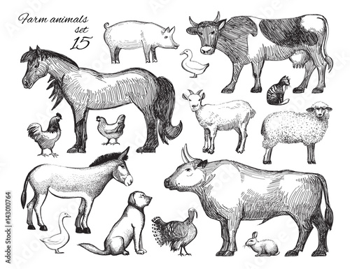 Fototapeta Naklejka Na Ścianę i Meble -  Farm Animals doodle set for domestic fauna design. Hand drawn cow, horse, cat, sheep, chicken, rooster, hen, duck, turkey, goat, rabbit, dog, donkey, pig, beef, goose isolated on white. Vector