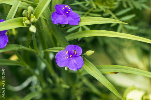 Violet flowers with yellow anthers Tradescantia in summer garden top view photo