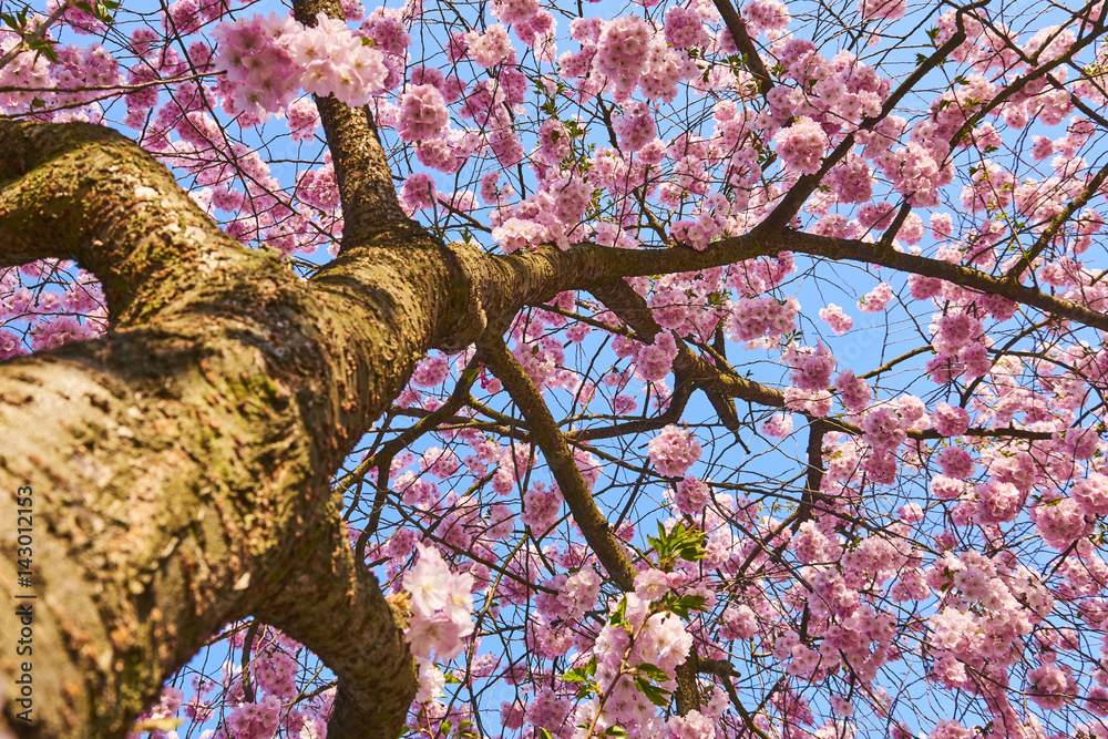 Fototapeta premium Sakura tree full bloom in late march, pink cherry blossom