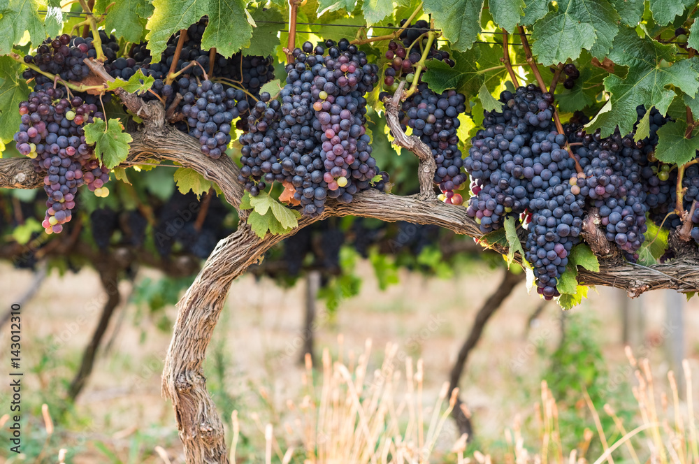 Grapefruit vineyard